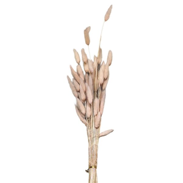 Μπουκέτο Αποξηραμένα Bunny Tails 25 Κλαδιά ροζ 60cm Homie 423129